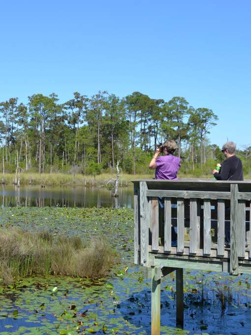 Birdwatching at Big Branch March National Wildlife Refuge