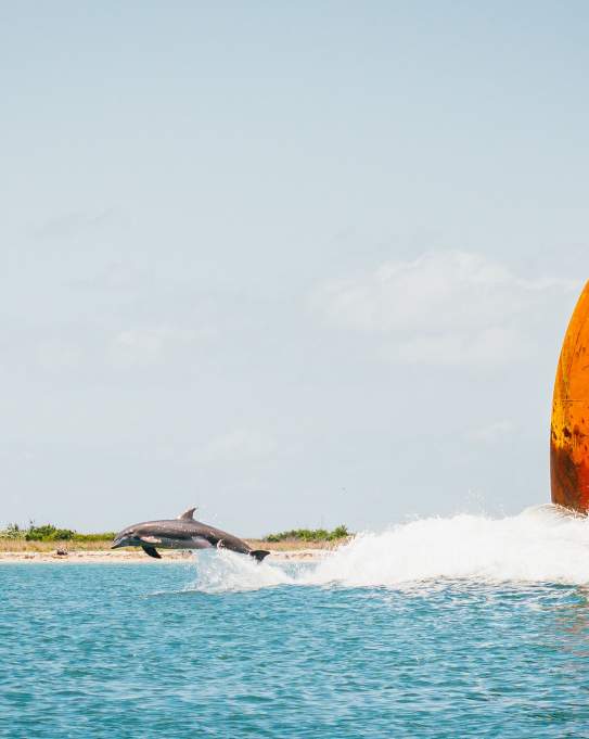 Dolphin