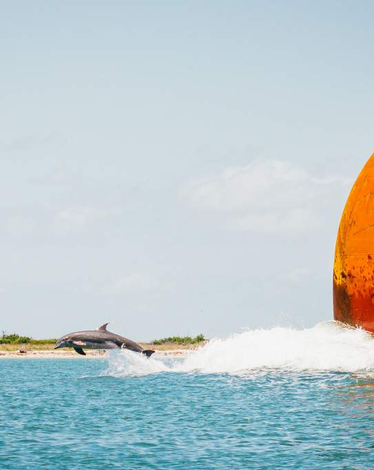 Dolphin