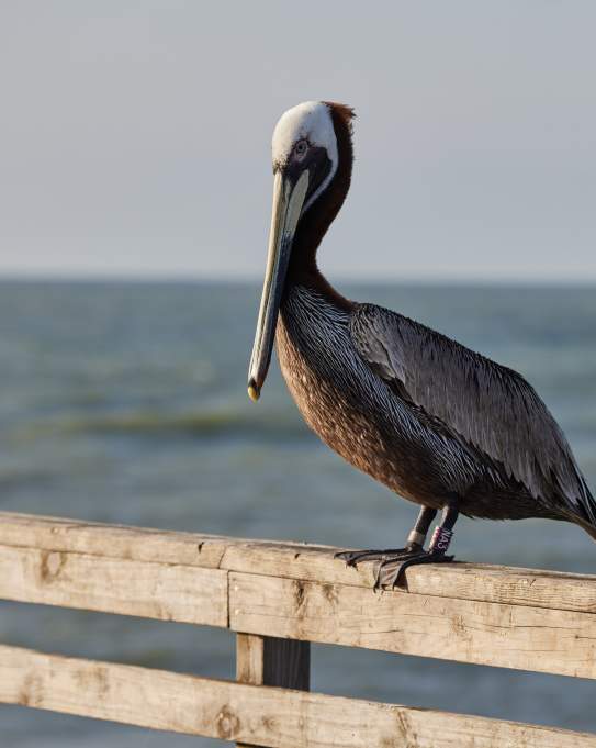 A single brown pelican rests on top of a wooden railing with the water in the background