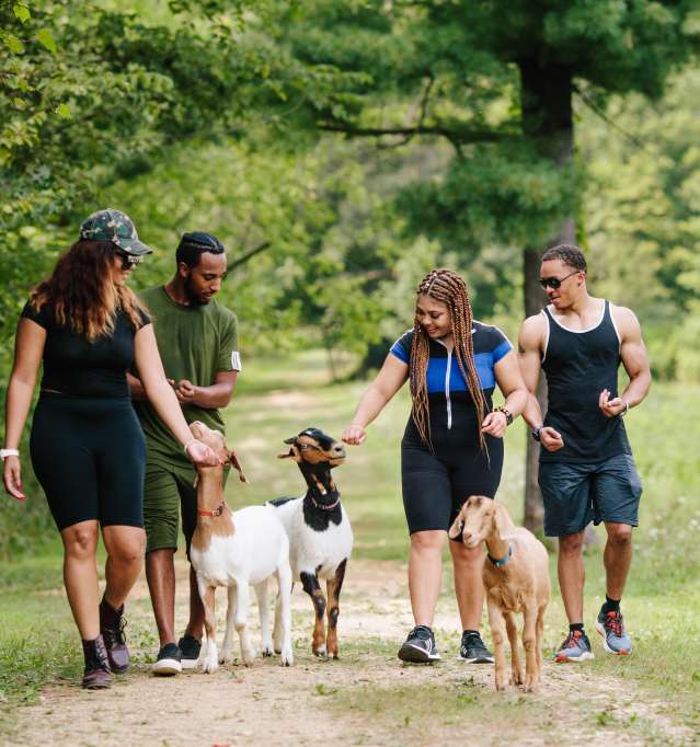 Hiking with goats