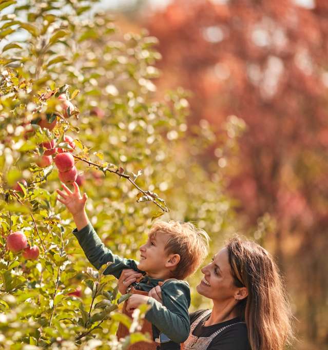 Mother and child picking apples in an orchard.