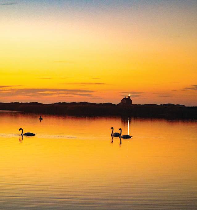 Sunset, lighthouse, geese