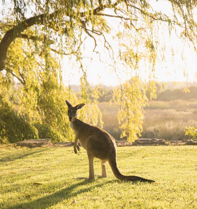 Yanchep National Park Kangaroos