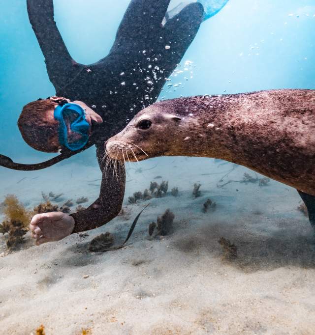 Man snorkels with a sealion in Rockingham