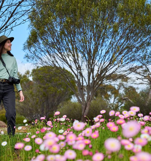 Wildflowers Avon Valley