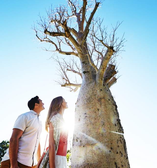 Boab Tree | Kings Park