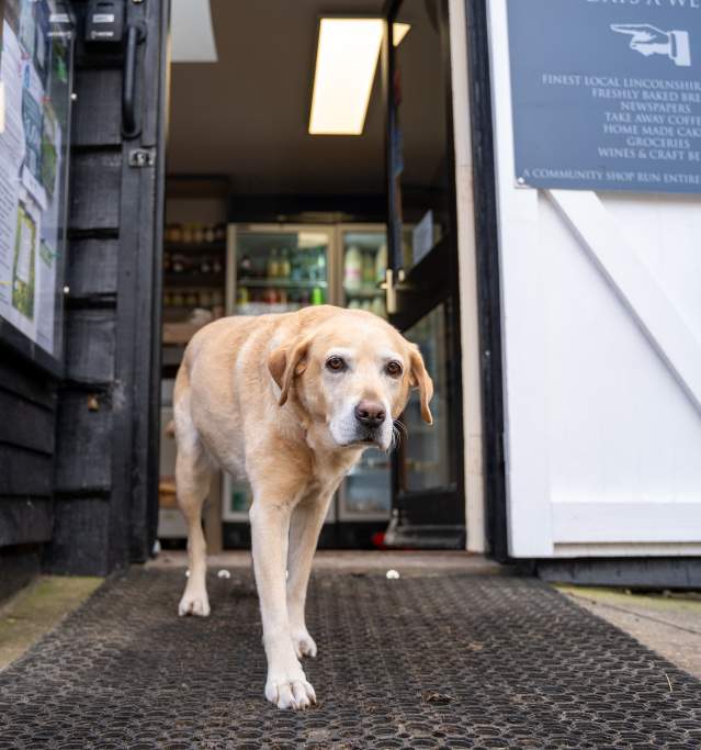 a dog walking out of a doorway towards the camera