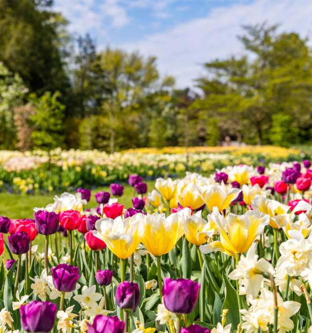 Tulips lwg