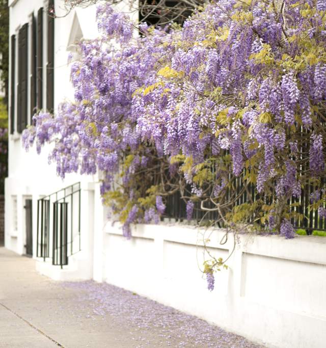 Charleston Wisteria