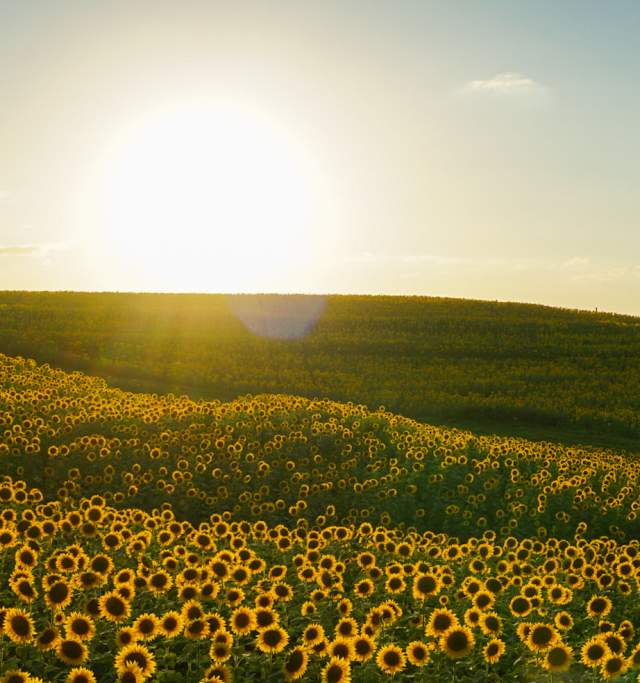 Grinter Sunflower Field