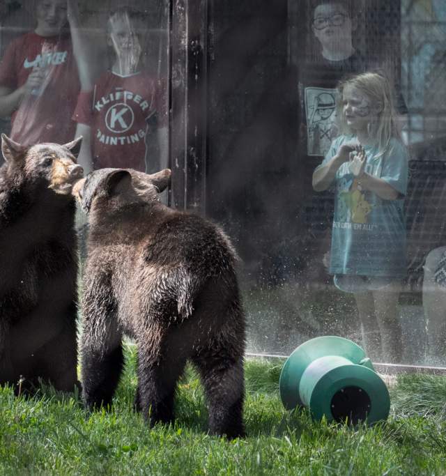2 bears at the Menominee Park Zoo in Oshkosh, Wisconsin featuring over 50 animals and free admission.