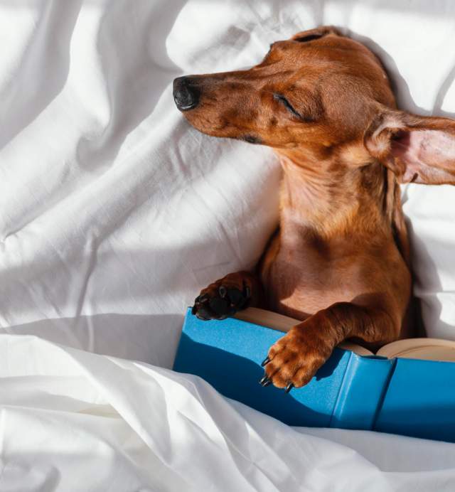 Pet-friendly hotels in Houston