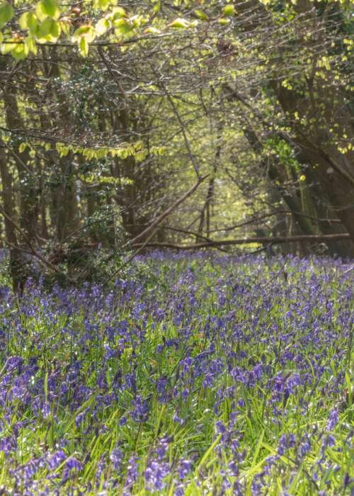 Bluebells woods in the New Forest