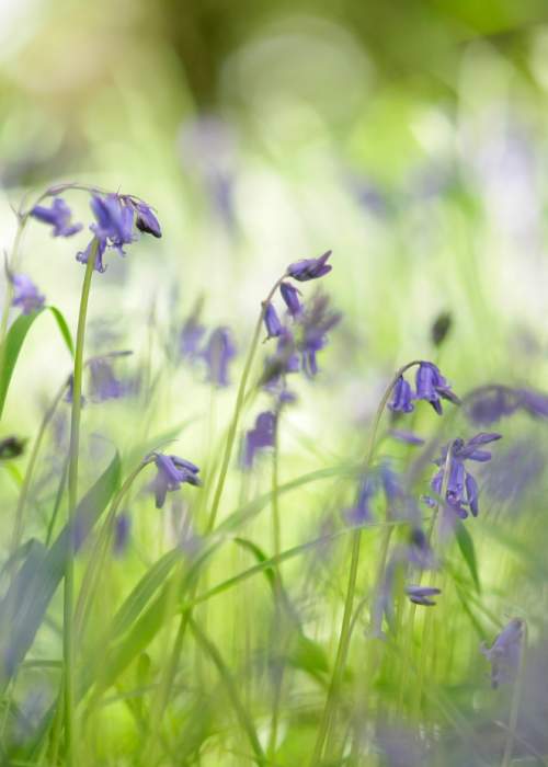 Close up of bluebells in the New Forest