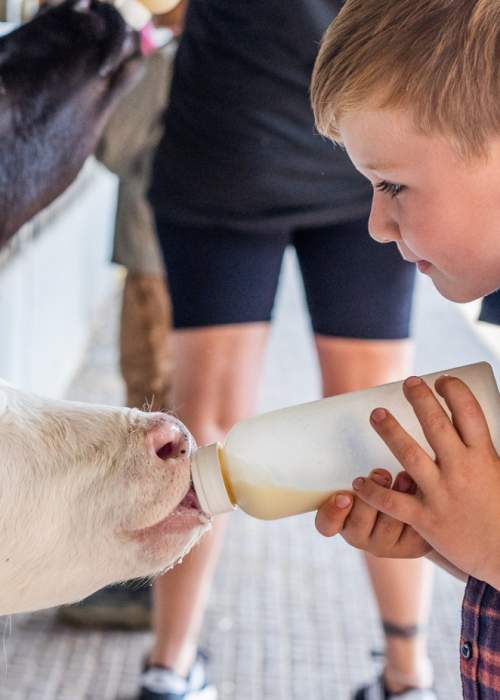 Boy feeding cows at Longdown Activity Farm in the New Forest