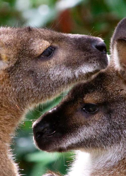 Wallabies at New Forest Wildlife Park in the New Forest