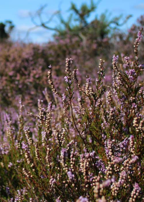 Vibrant heather in the summer in the New Forest