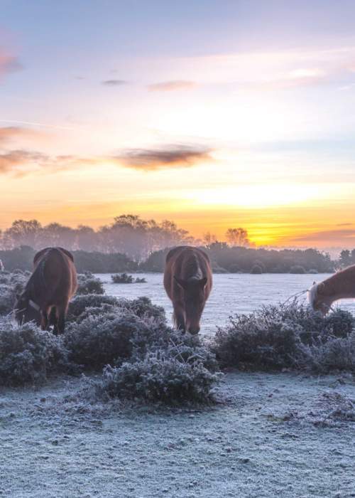 Ponies in sunrise in frost in the New Forest