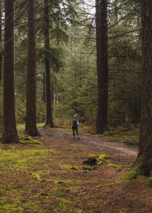 Winter walking in pine woodland in the New Forest