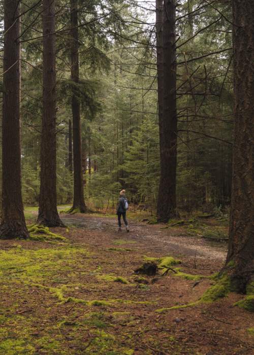 Winter walking in pine woodland in the New Forest