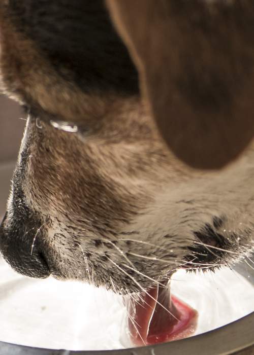 Dog drinking from water bowl