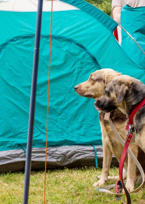 Dogs at campsite