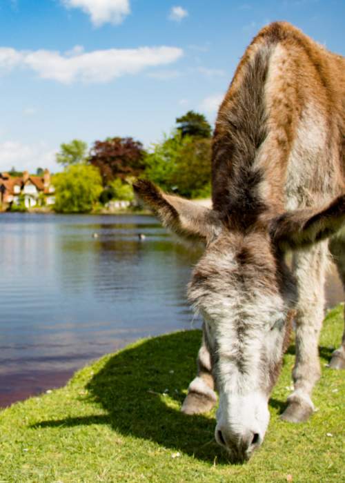 Donkey by the millpond in Beaulieu in the New Forest