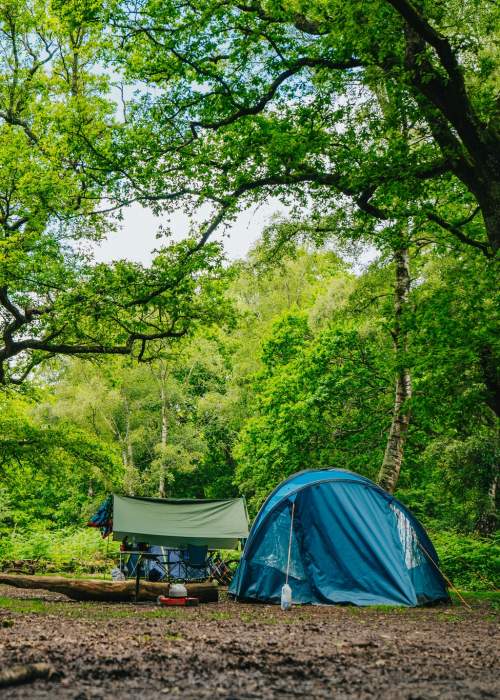 Camping New Forest - Camping in summer