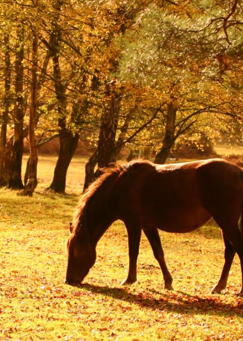 Pony grazing in the autumn landscape in the New Forest