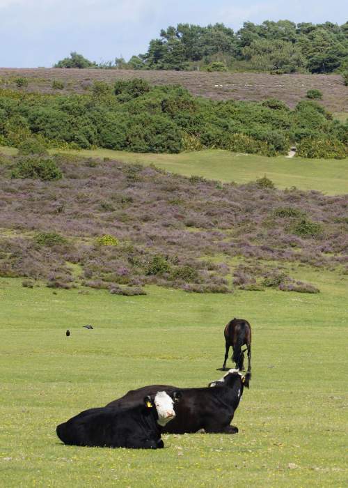 Cows and ponies in the New Forest