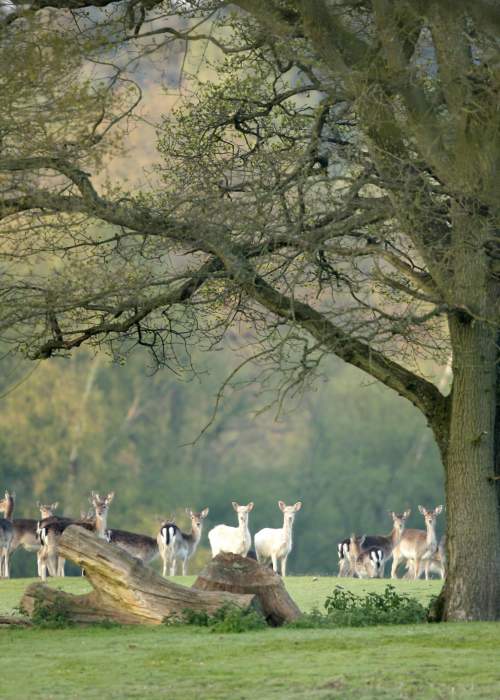 Deer under bare tree during winter in the New Forest - Explore