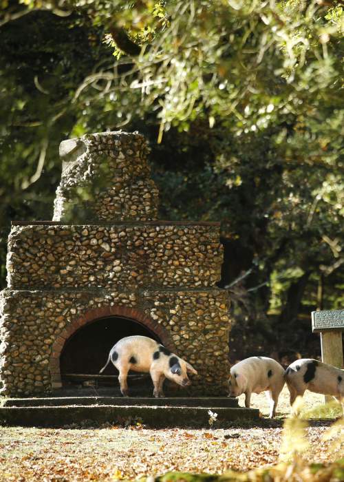 Pigs at the Portugese Fireplace - Wildlife and Nature in the New Forest