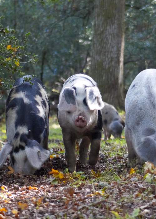Pigs in the woods in the New Forest