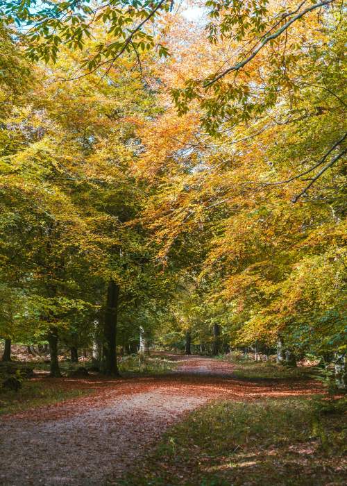 Wilverley in the New Forest in the autumn - Pete Elliott Photography - Explore