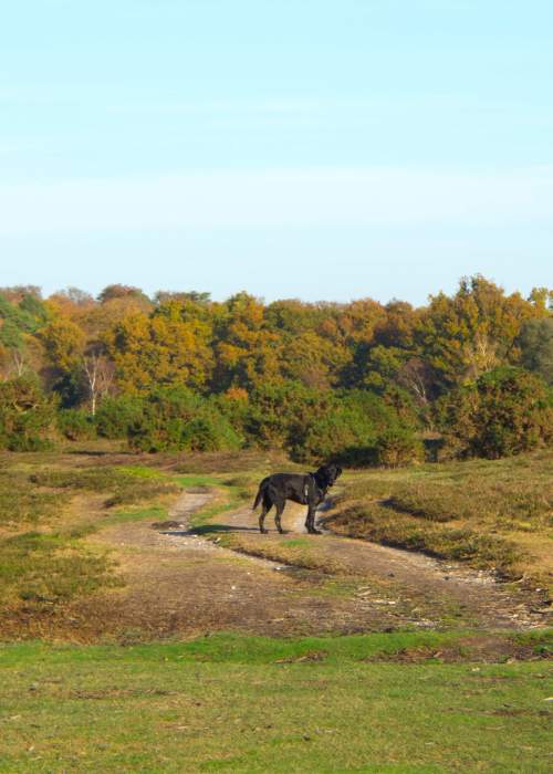 Black Labrador in the New Forest in the autumn - Dogs