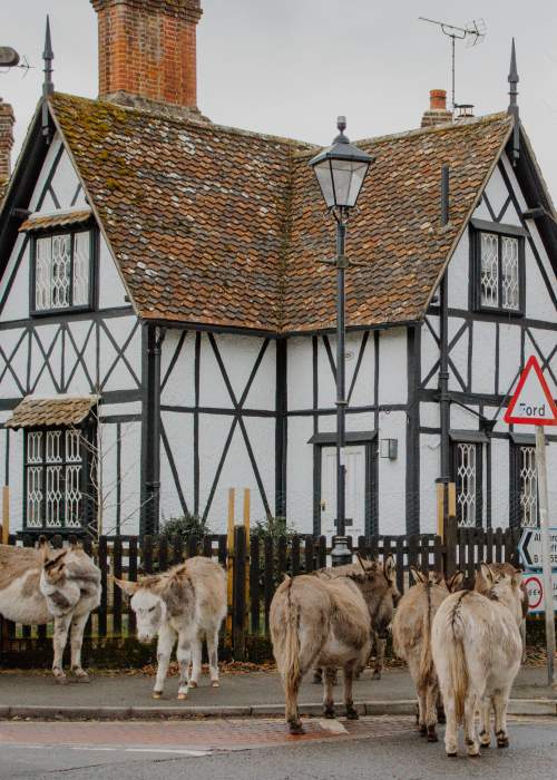 Donkeys in Brockenhurst in the New Forest