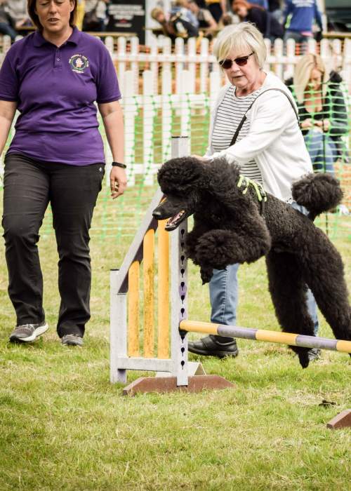 Poodle jumping over agility jump at Dogstival
