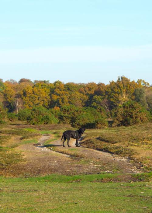 Black Labrador in the New Forest in the autumn - Dogs