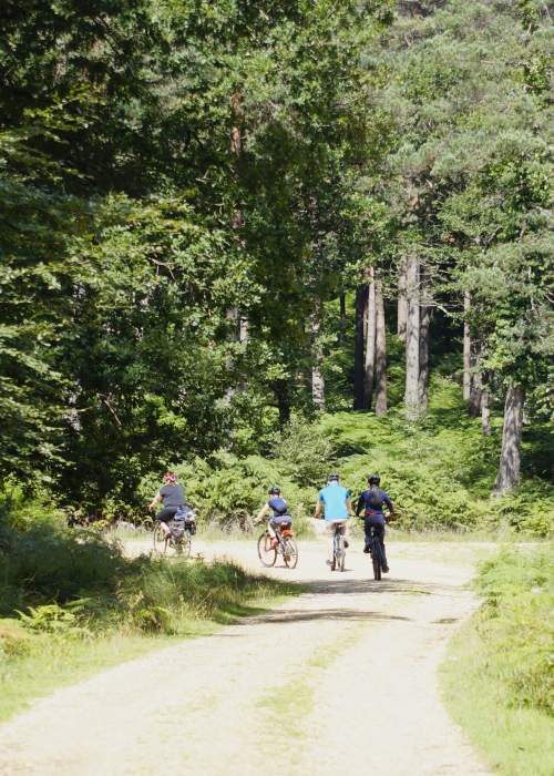 Family cycling along path in the New Forest
