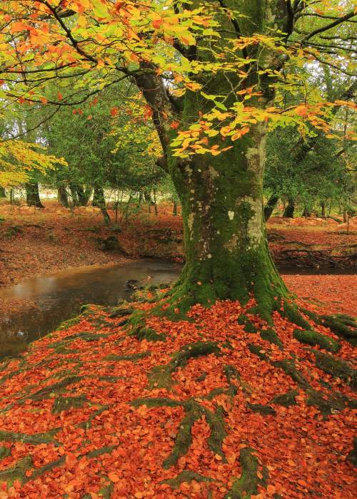 Autumn river in the New Forest - Nigel Morton - Walking