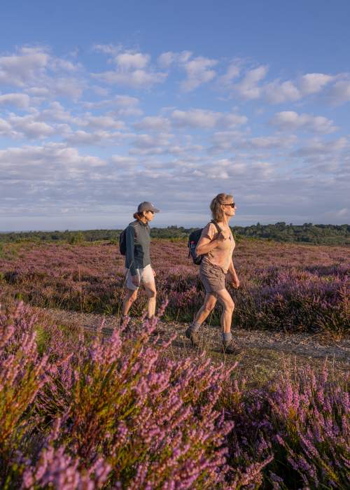Two people walking amongst the heather in the summer in the New Forest