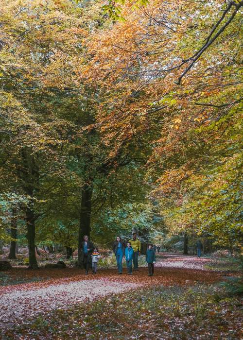 Family walking in the New Forest in the autumn
