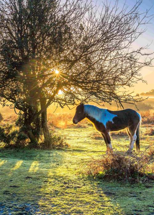 Ponies at sunrise standing by bare tree in the winter in the New Forest - Wildlife walks