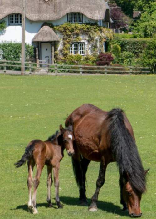 Mother and foal on Swan green in the New Forest