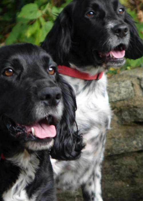 Two dogs sat by dog water barrell in pub garden in the New Forest