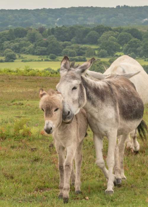 Young donkey and mother wandering through heathland in the New Forest