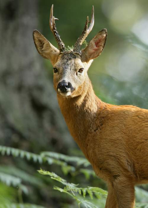 Sika Deer in the New Forest