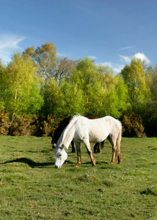 Two ponies grazing on grassland in the New Forest