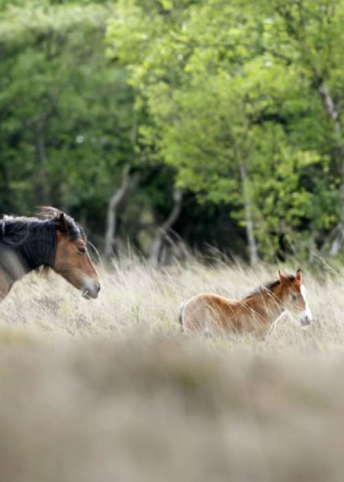 Mother and foal running through heathland in the New Forest